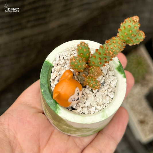 opuntia microdasys rufida