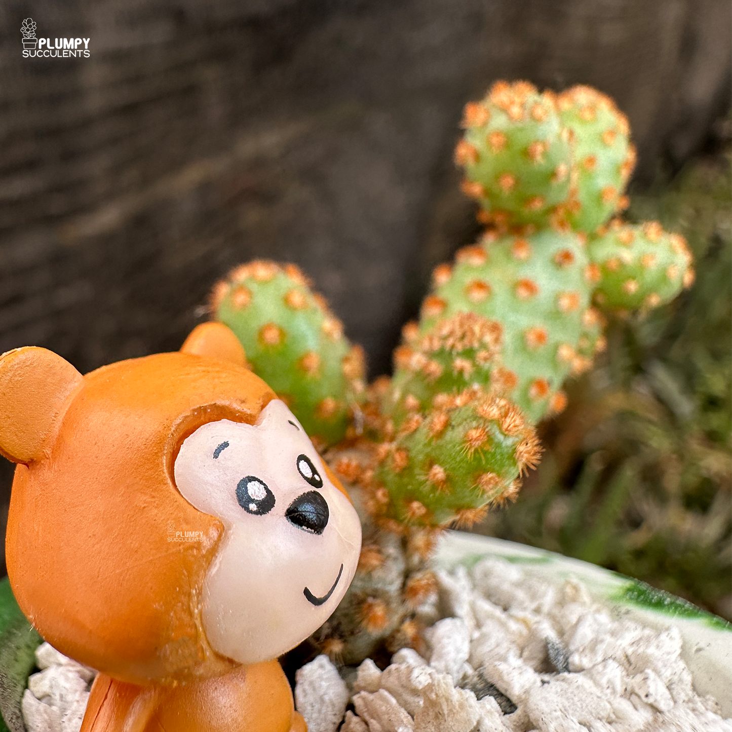 opuntia microdasys rufida