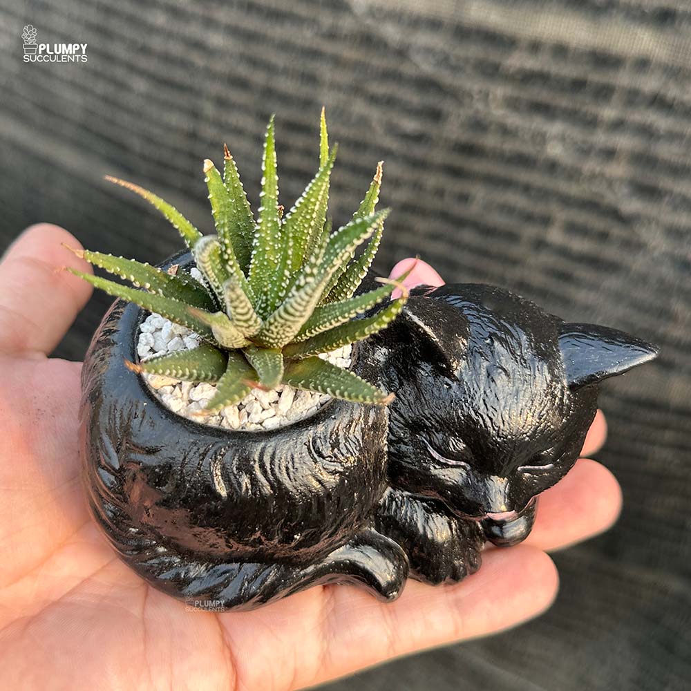Haworthia Zebra in Cat Planter