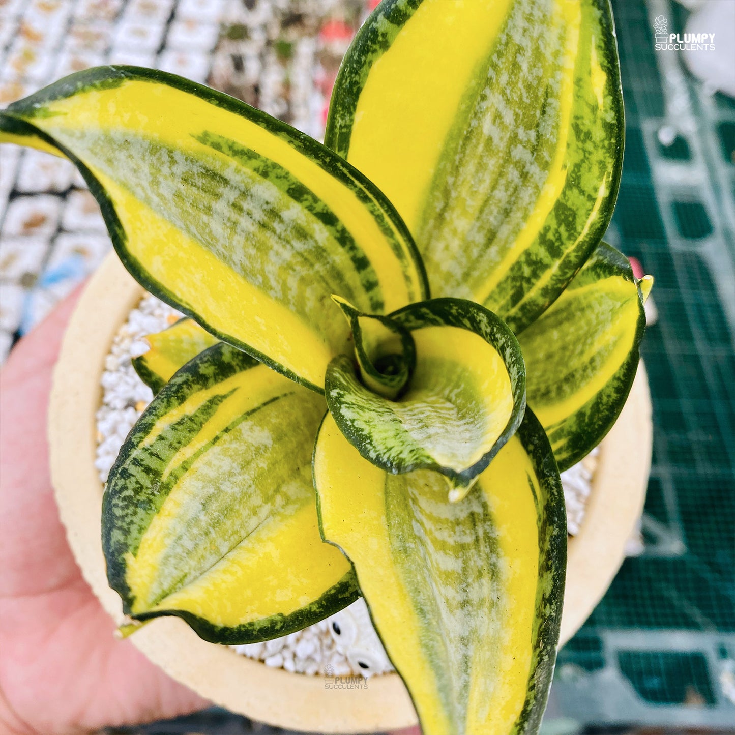 Sansveria Golden Hahnii (Snake Plant)