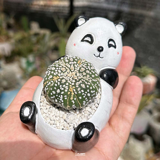 Astrophytum asterias cv. Superkabuto