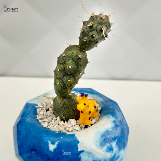 Tephrocactus Articulatus (Paper Spine Cactus)