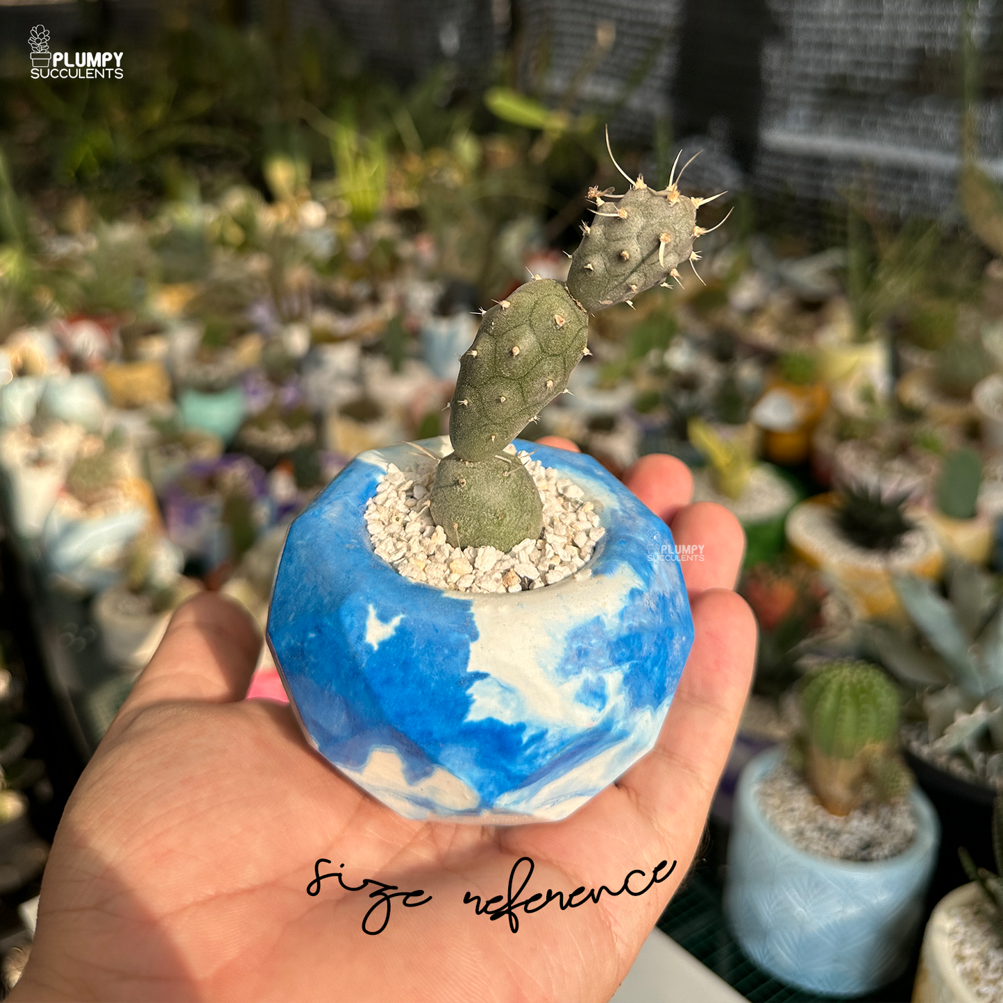 Tephrocactus Articulatus (Paper Spine Cactus)