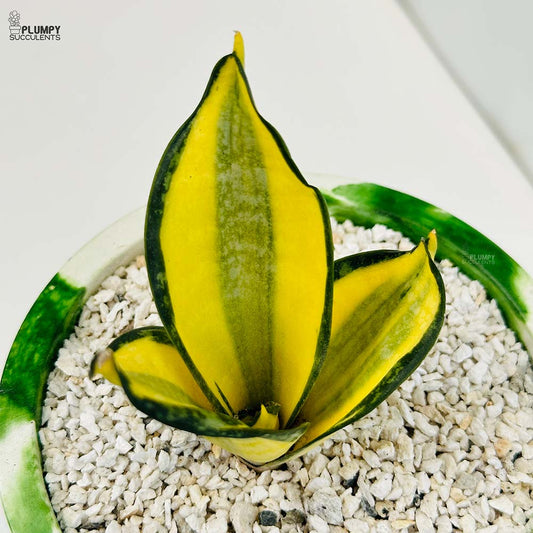 Sansveria Golden Hahnii (Snake Plant)