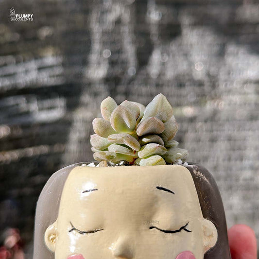 Echeveria Cubic Frost-Lilac