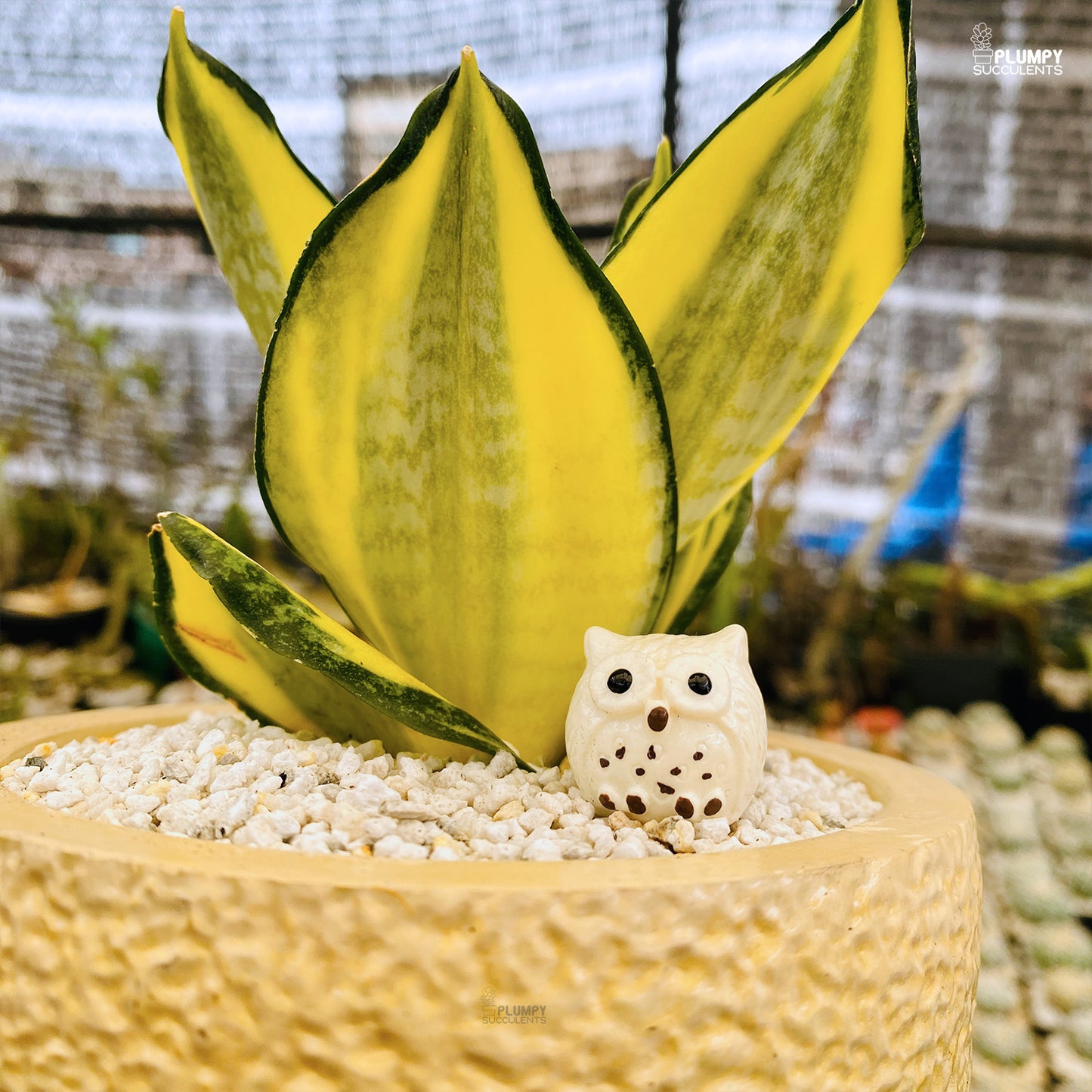 Sansveria Golden Hahnii (Snake Plant)