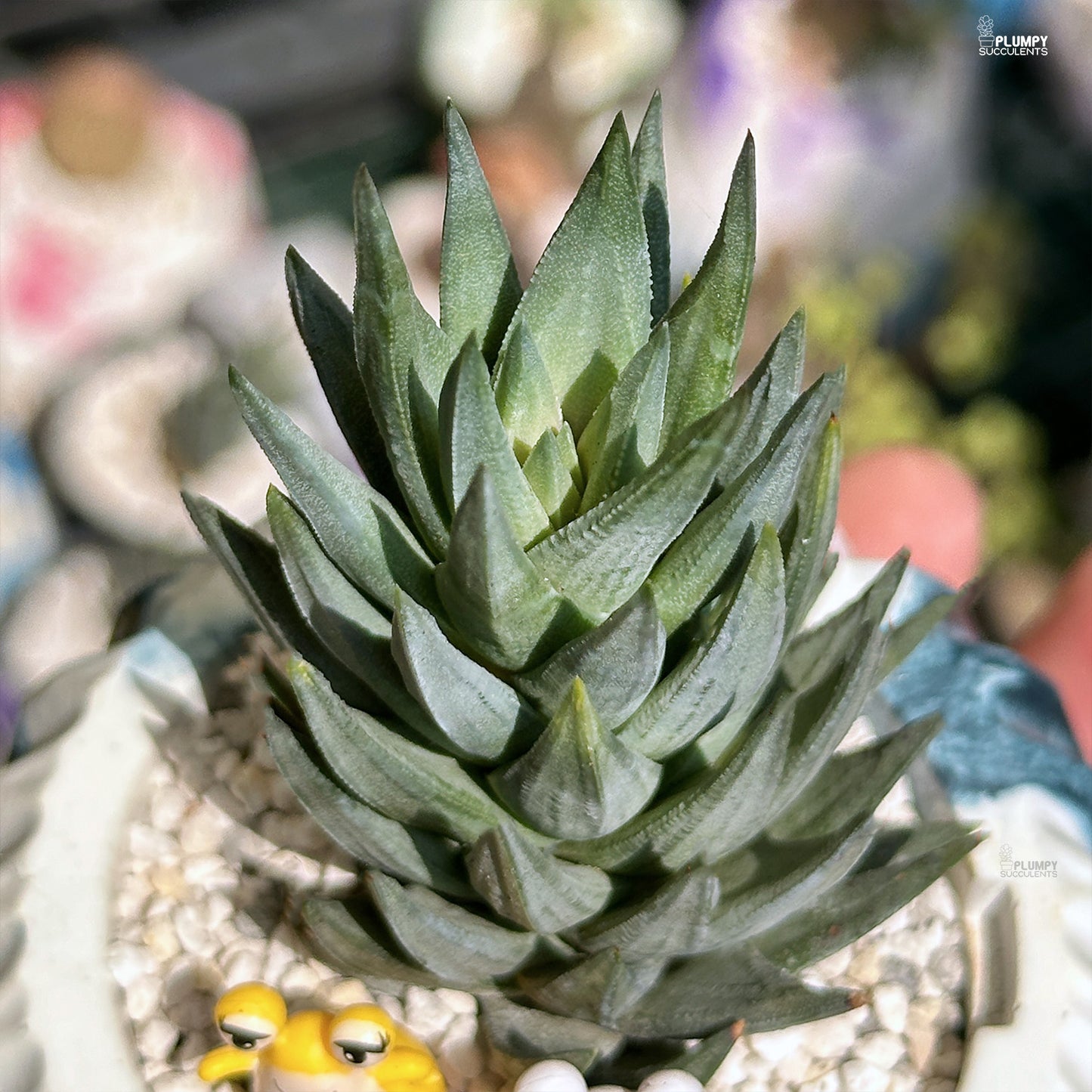 Haworthia Glauca - Snail's Heaven