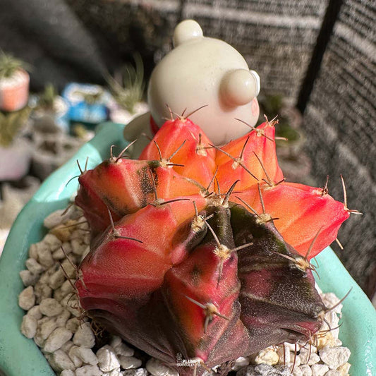 Gymnocalycium Mihanovichii Variegated in Seashell