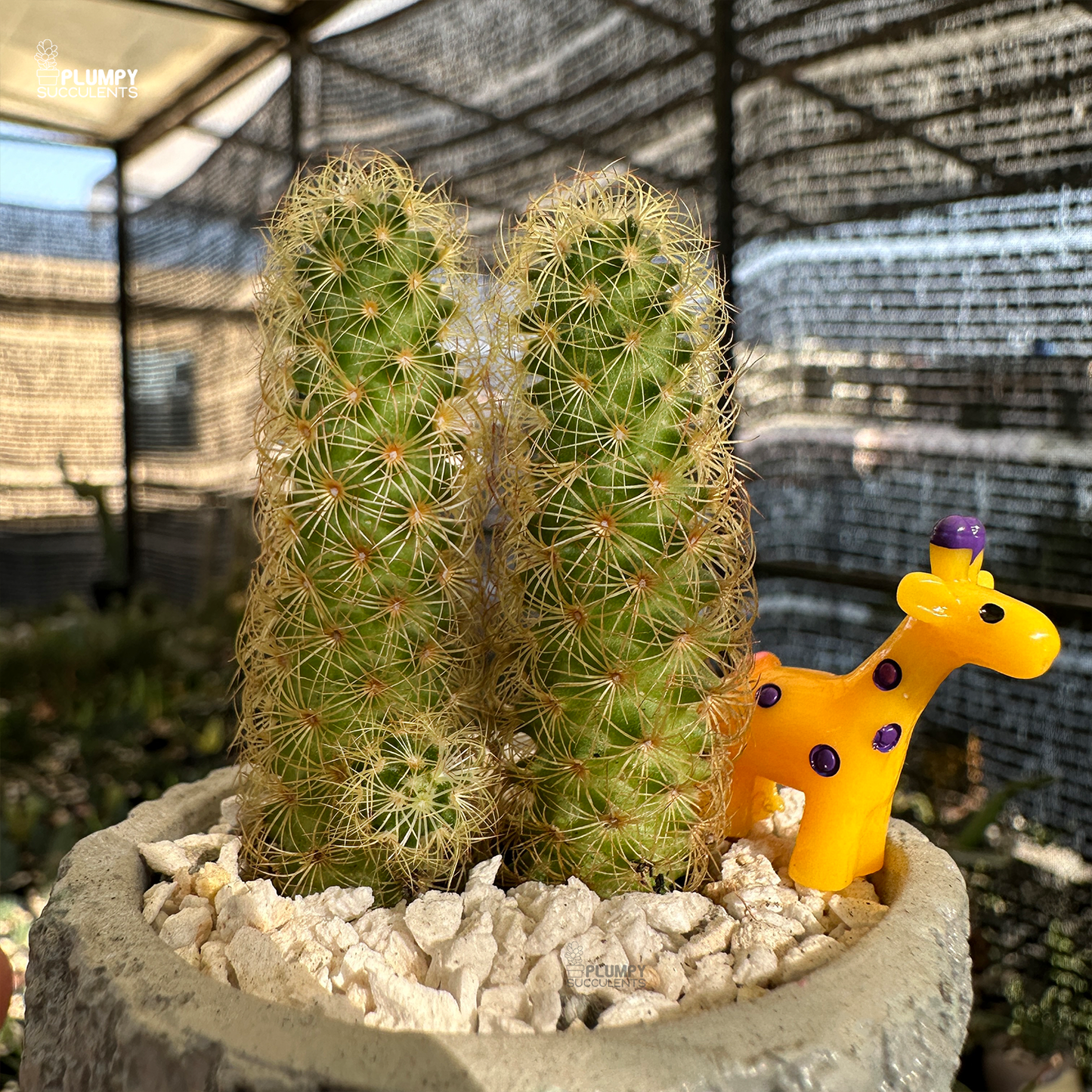 mammillaria elongata golden star