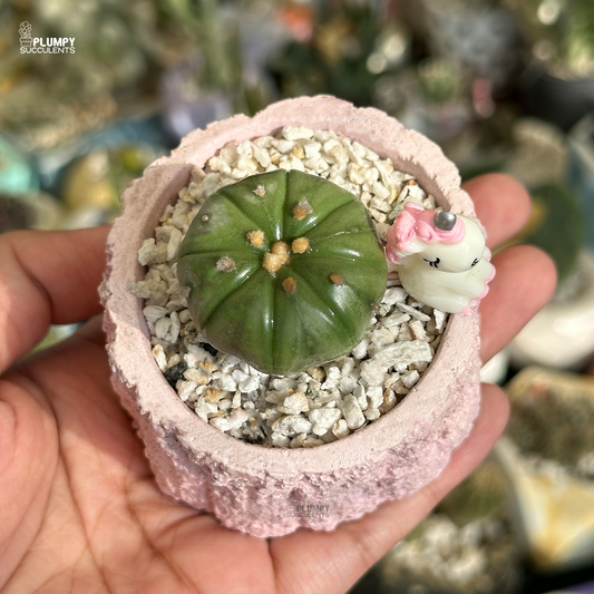 Sand Dollar Cactus (Astrophytum Asteria )