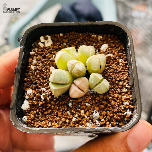 Lithop - Lapidaria Margaretae (Exotic Variety)