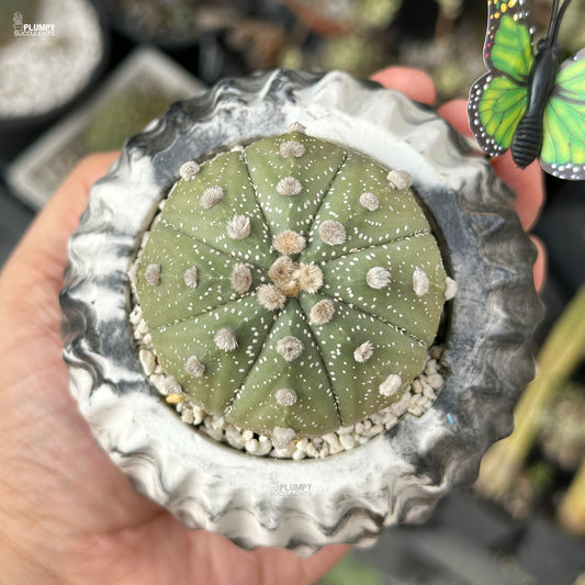 Astrophytum Asteria - Sand Dollar Cactus