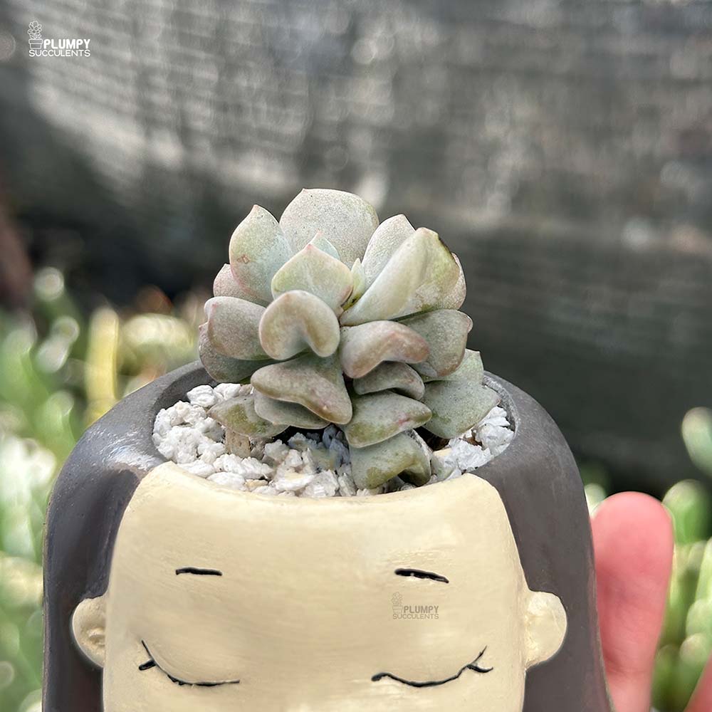 Echeveria Cubic Frost-Lilac