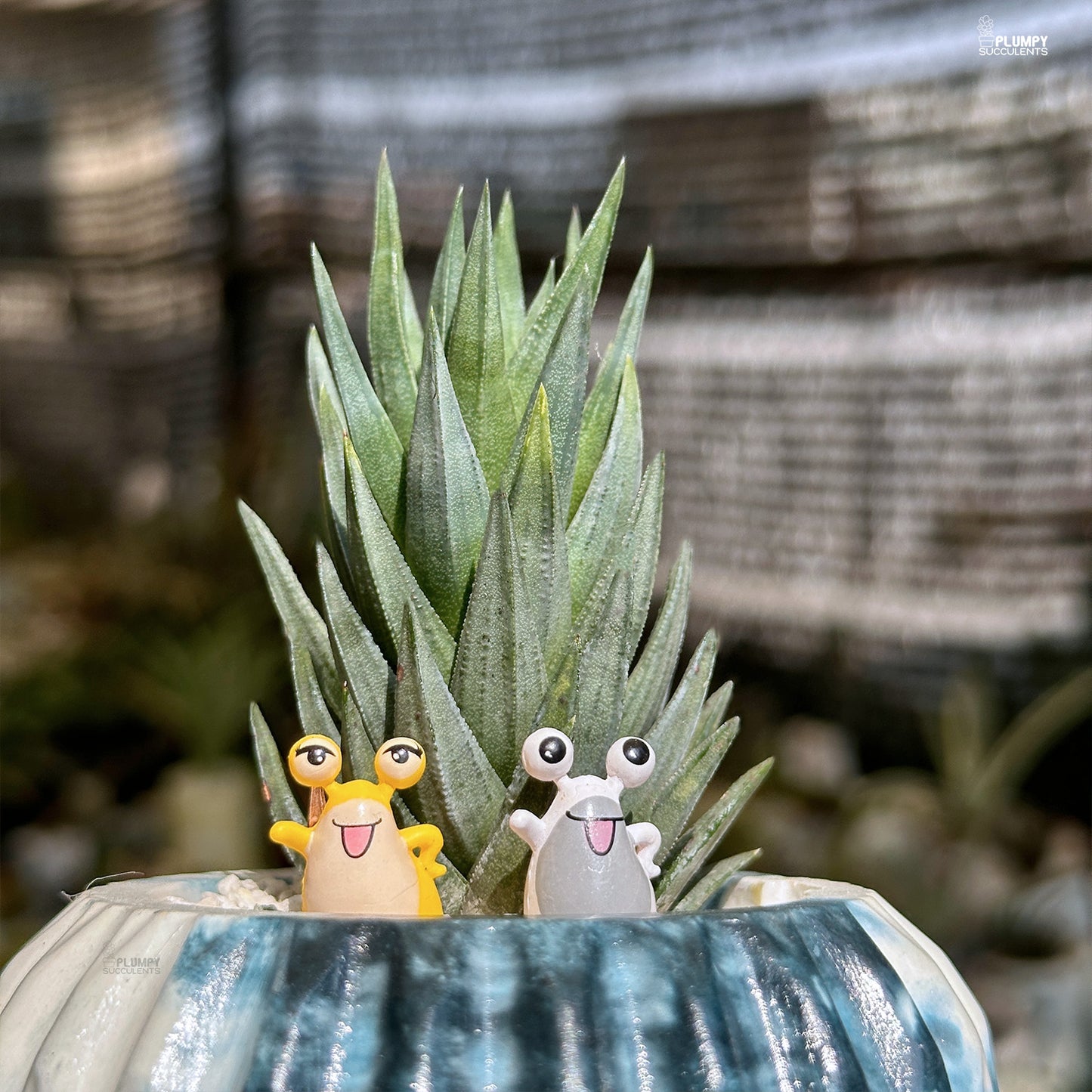 Haworthia Glauca - Snail's Heaven