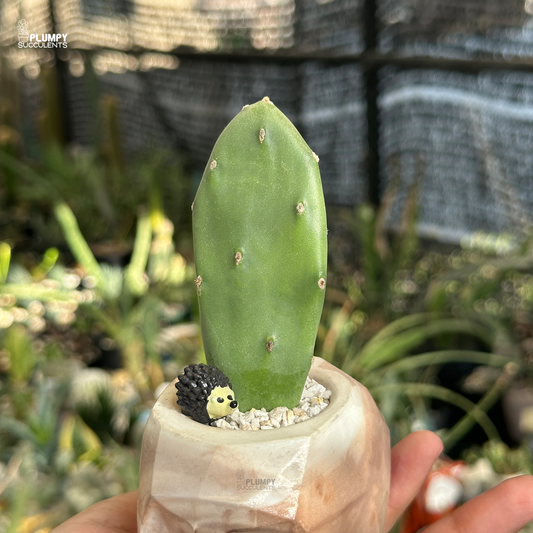 Opuntia Vulgaris - Hedge Hog Den