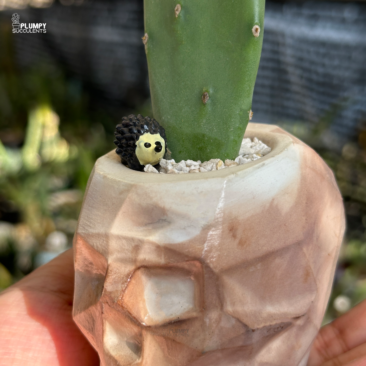 Opuntia Vulgaris - Hedge Hog Den