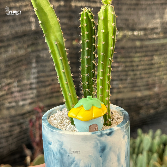 Acanthocereus Tetragonus