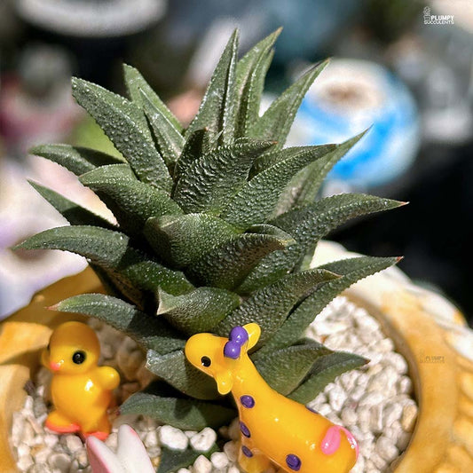 Haworthia Tortuosa - Whimsy Wild
