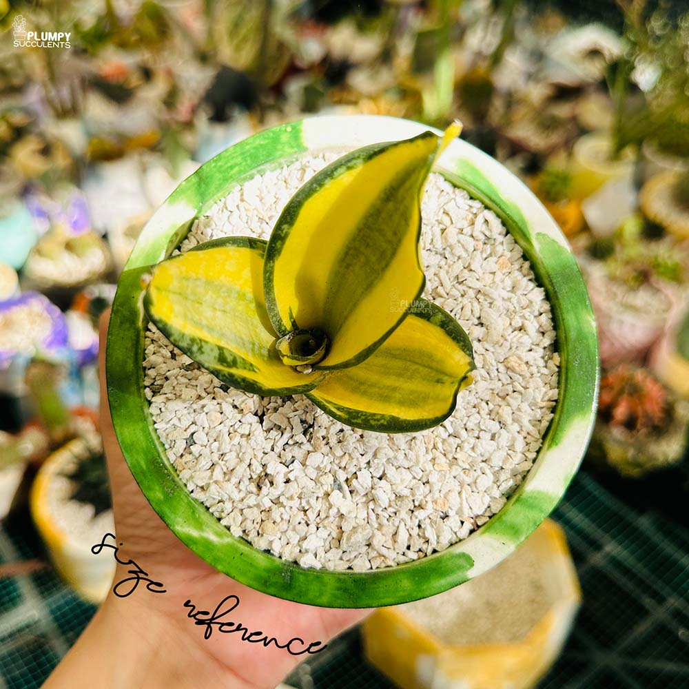 Sansveria Golden Hahnii (Snake Plant)
