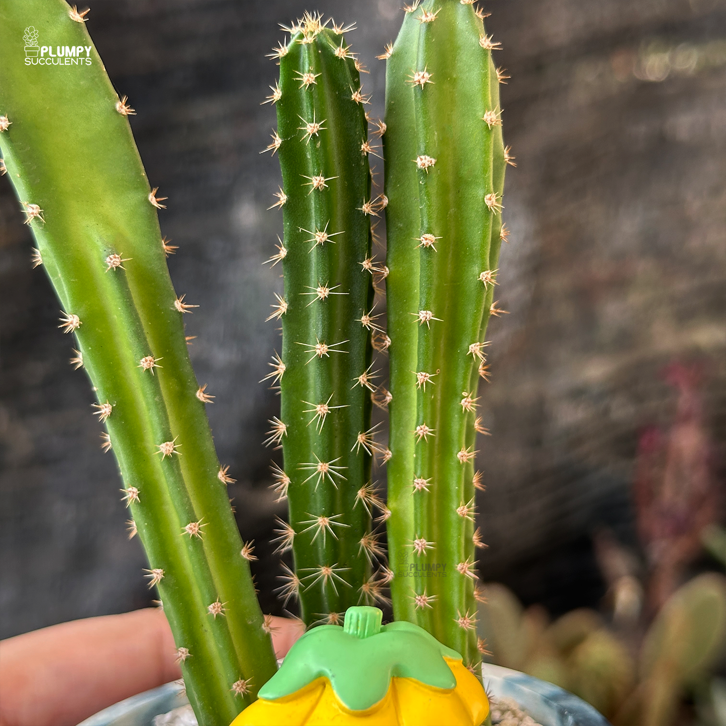 Acanthocereus Tetragonus