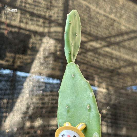 Opuntia Vulgaris- Rabit's Fairy Land