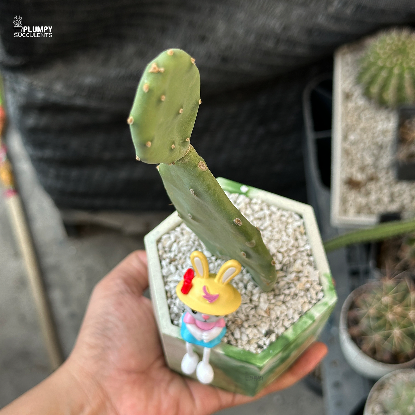 Opuntia Vulgaris- Rabit's Fairy Land