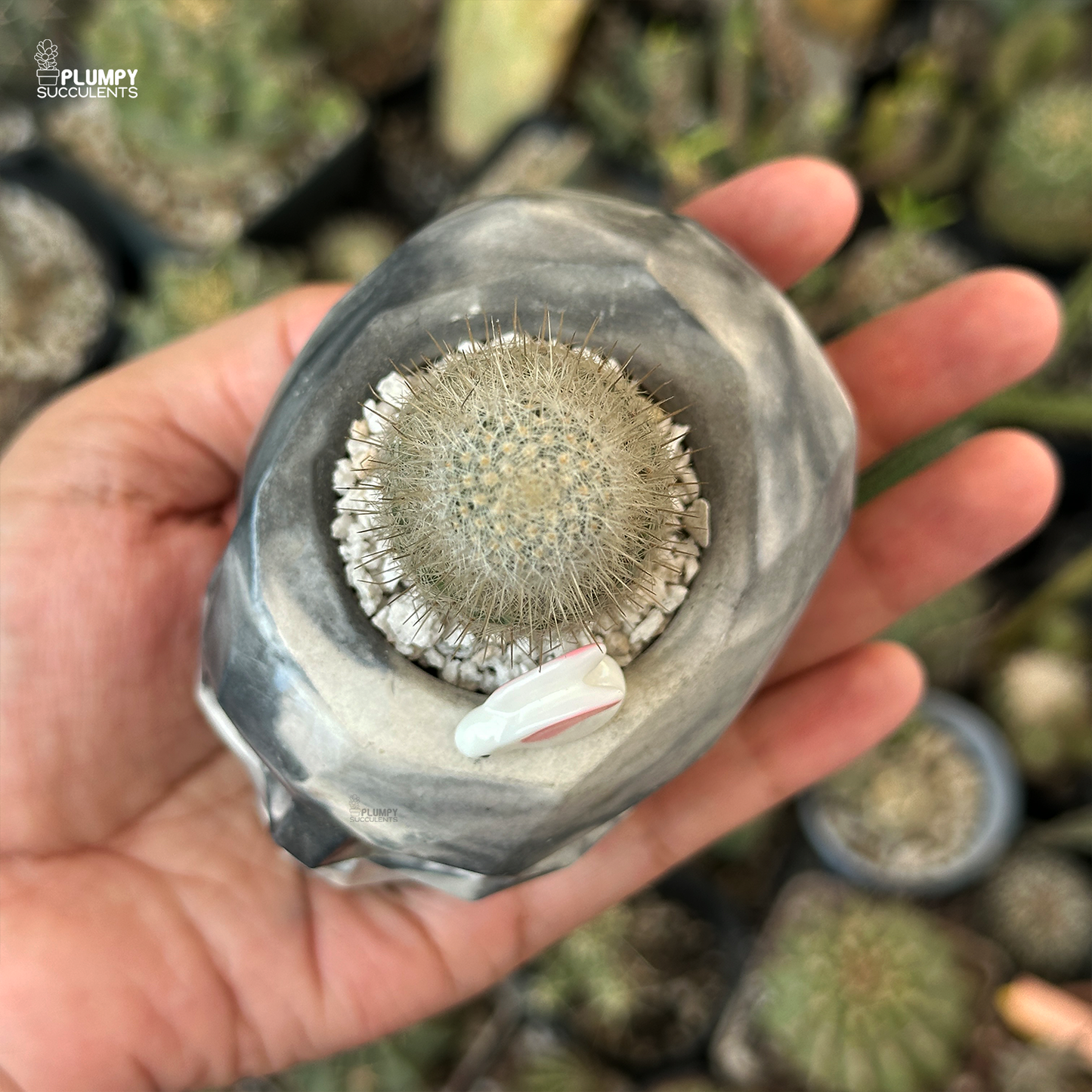 Snowball Cactus