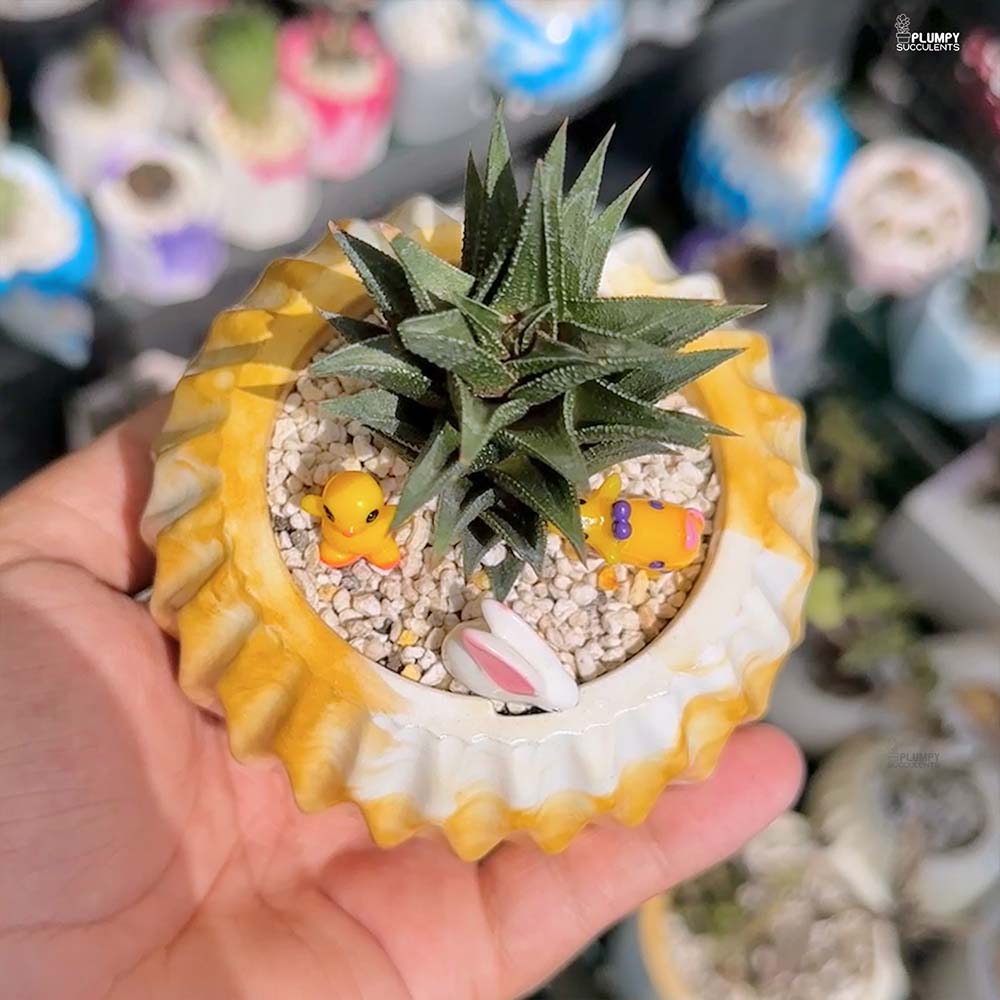 Haworthia Tortuosa - Whimsy Wild