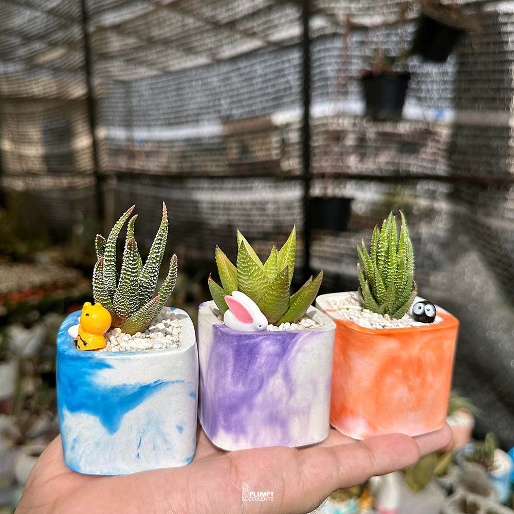 Indoor Plant Trio (Haworthias)