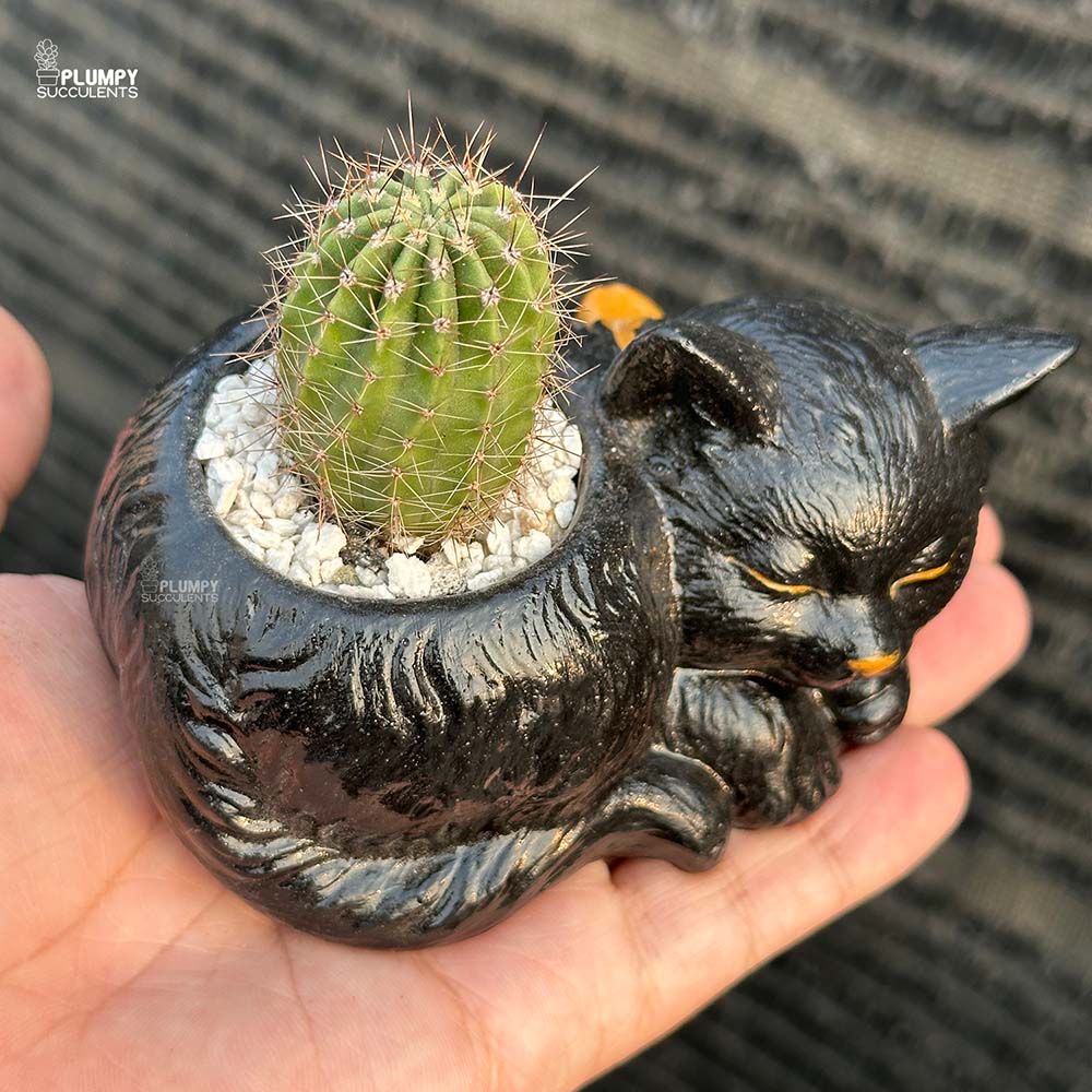 Echinopsis Cactus in Cat Planter
