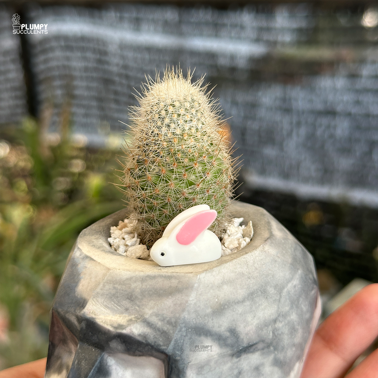 Snowball Cactus