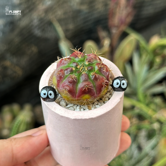 Gymnocalycium Damsii