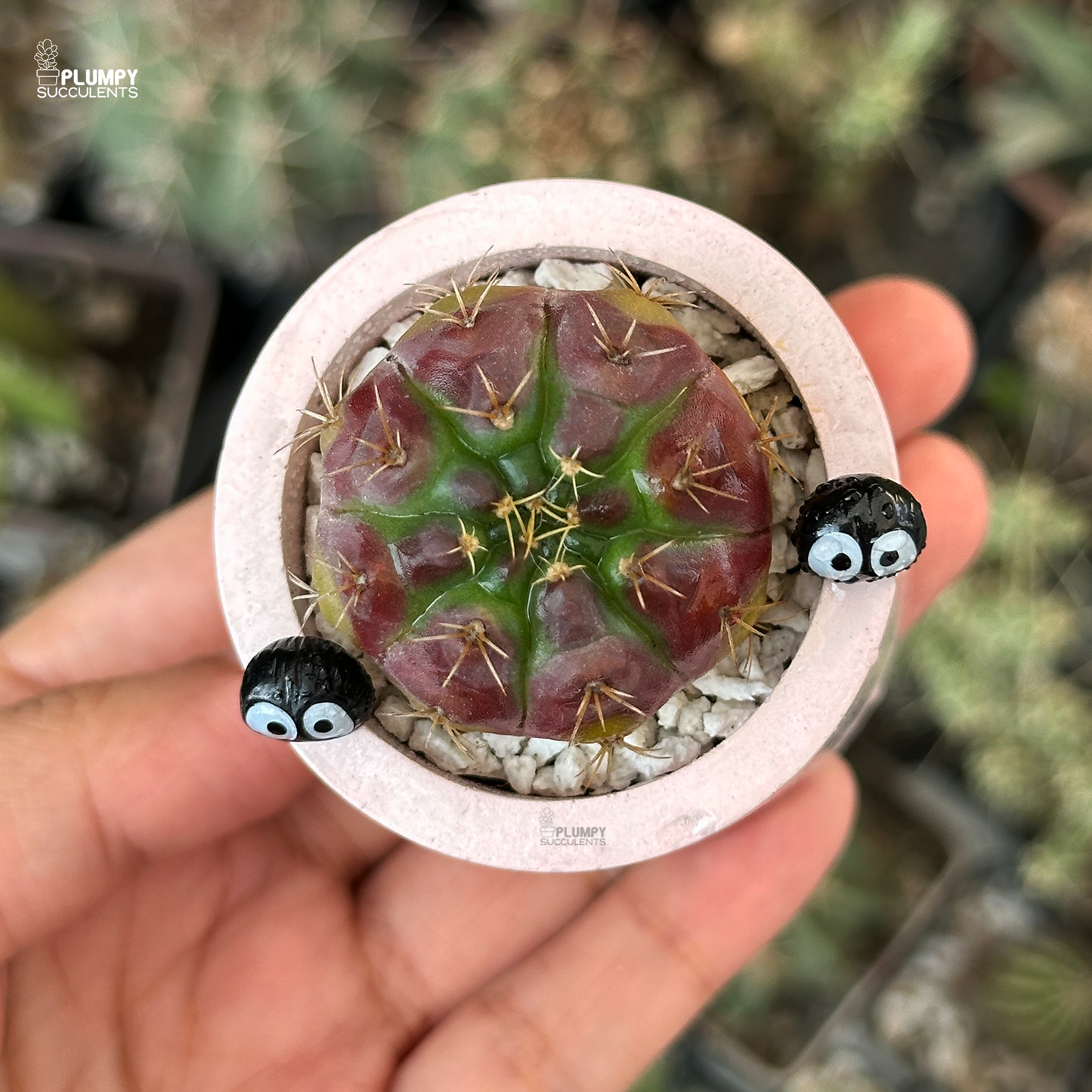 Gymnocalycium Damsii