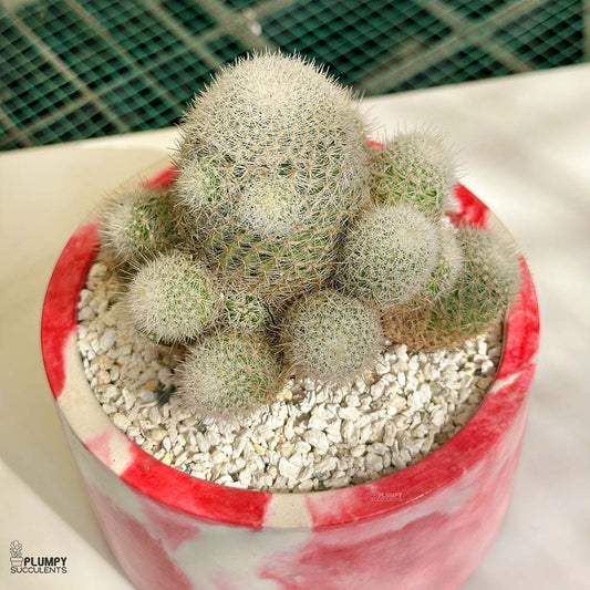 mammillaria candida Snowball Cactus Clump