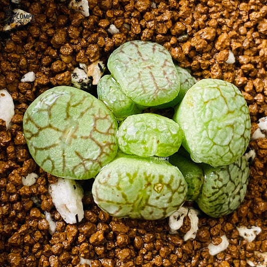 Lithop- Conophytum Wittebergense (Exotic Variety)