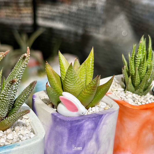 Indoor Plant Trio (Haworthias)