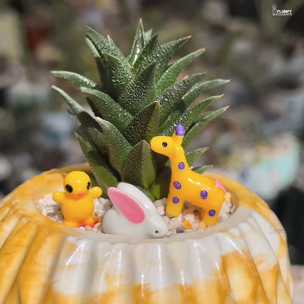 Haworthia Tortuosa - Whimsy Wild