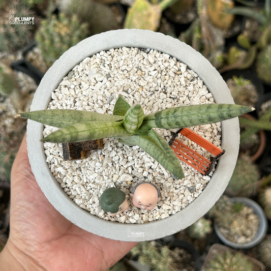 Sansveria Cylindrica - Grow Old Together Garden