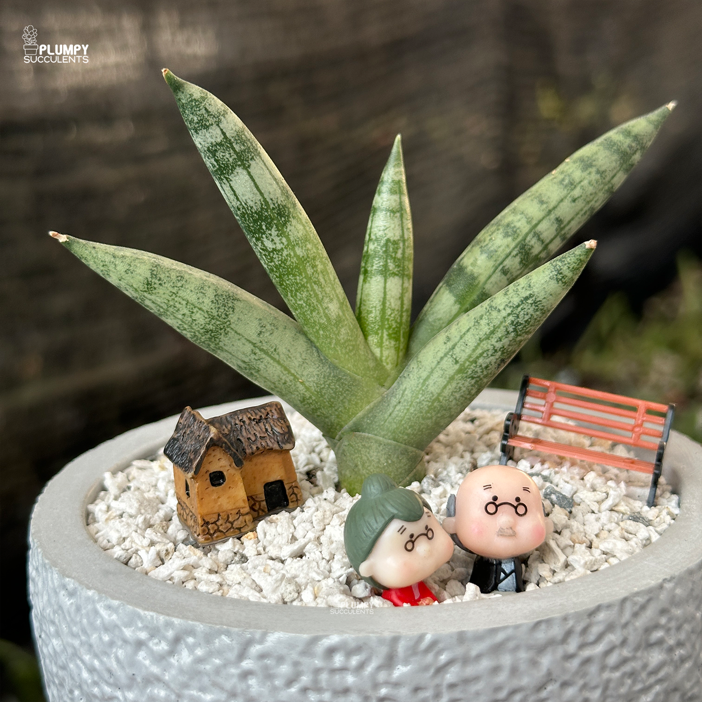 Sansveria Cylindrica - Grow Old Together Garden