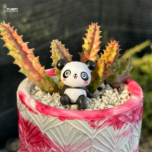 Huernia Zebrina Veriegated