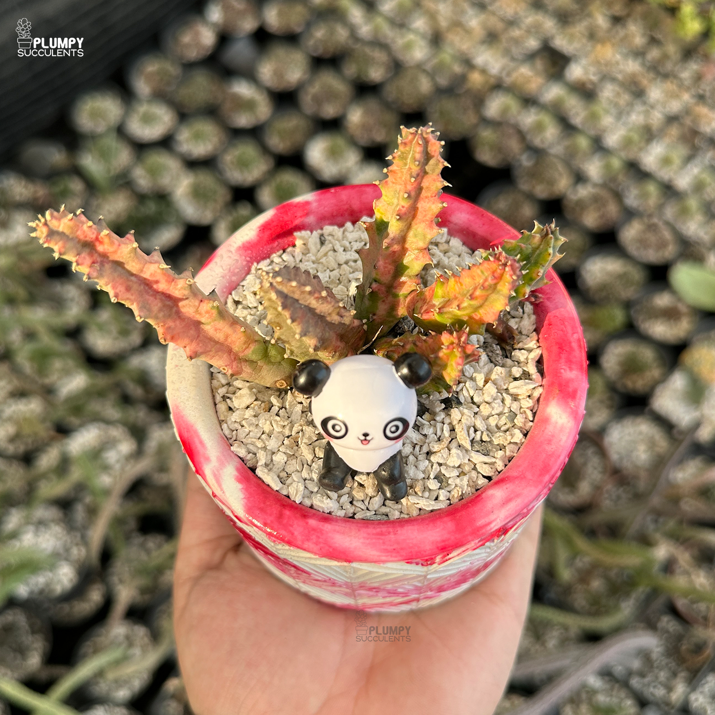 Huernia Zebrina Veriegated