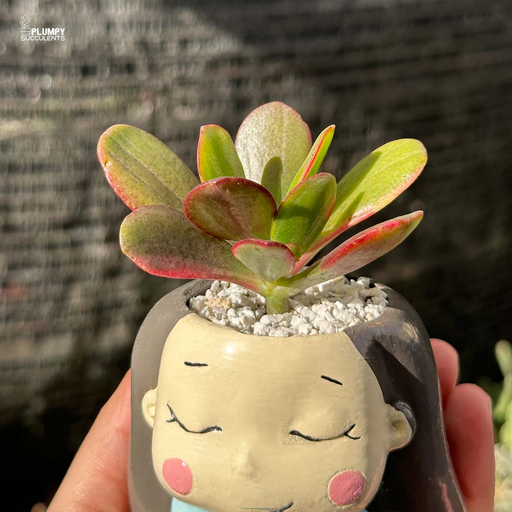 Crassula Ovata (Variegated Jade)