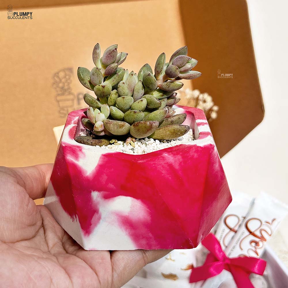 Women's Day Gift Set-Pink