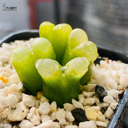 Conophytum Maughanii - 4 Pcs in Pot (Exotic Variety)