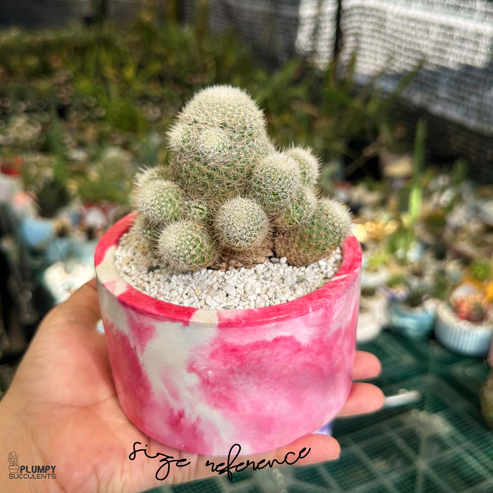 mammillaria candida Snowball Cactus Clump