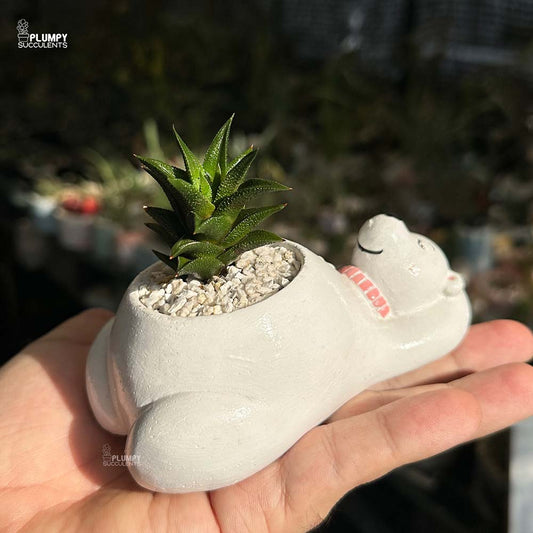 Haworthia Tortuosa in Bear Planter