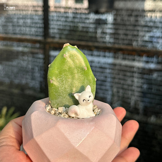 Opuntia Vulgaris - Prickly Pear Cactus