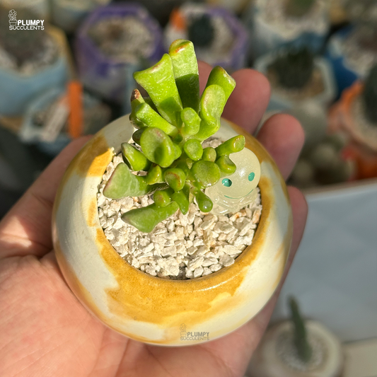 Crassula Ovata "Gollum"