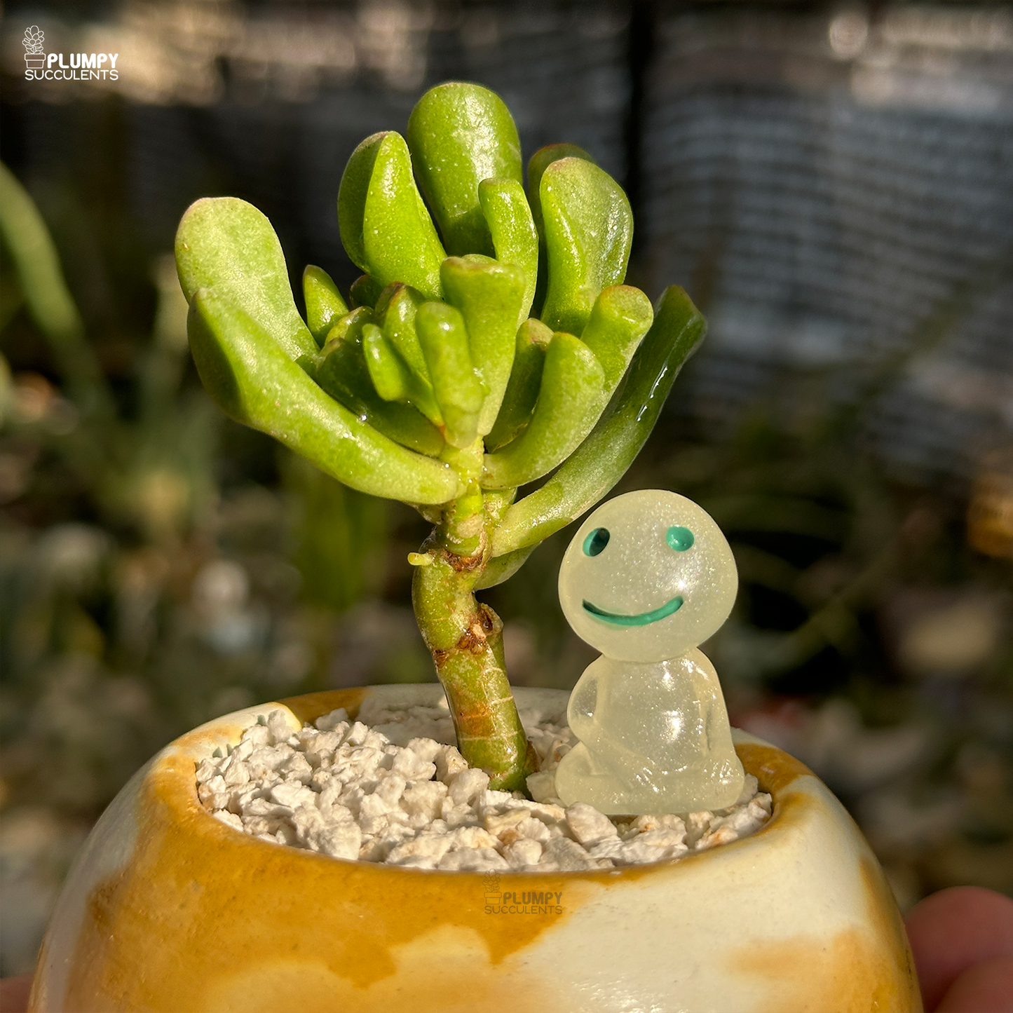 Crassula Ovata "Gollum"