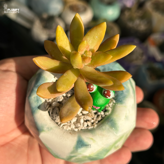 Sedum Adolphi "Golden Sedum"